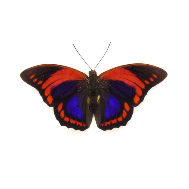Rare Fuchsia Brush-footed butterfly framed taxidermy - Prepona praeneste - Victorian mount