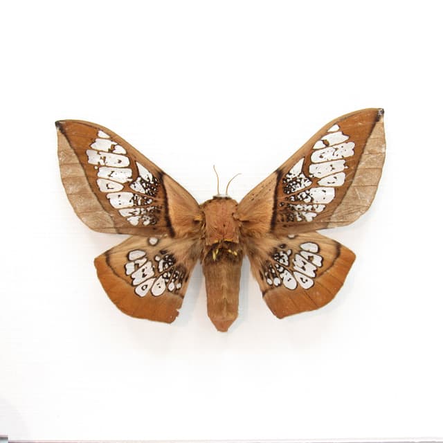Rare Clear Wing Saturn moth framed taxidermy - Neocarnegia basirei - large female
