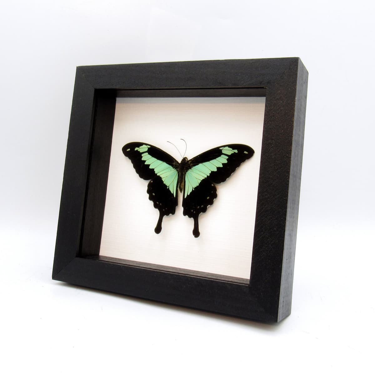 Real seafoam green butterfly framed taxidermy - Papilio phorcas - Victorian mount