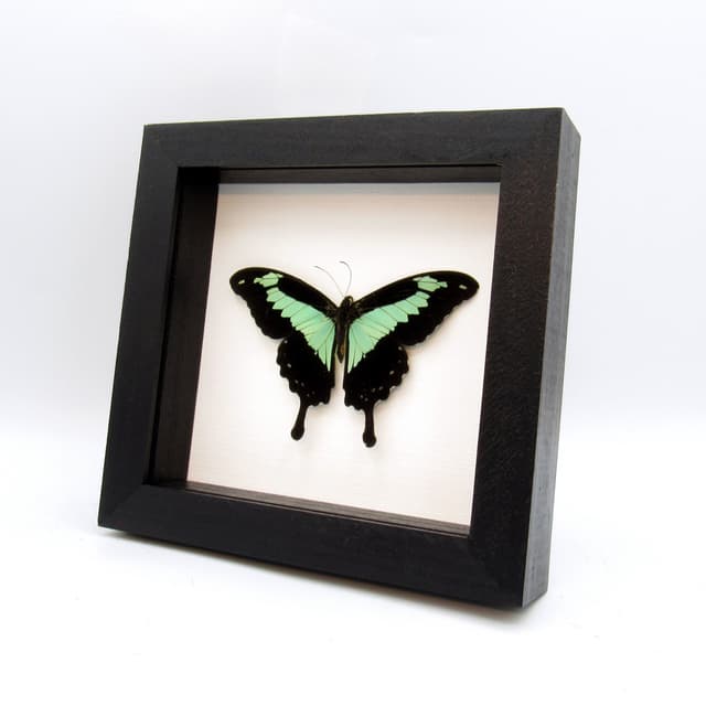 Real seafoam green butterfly framed taxidermy - Papilio phorcas - Victorian mount