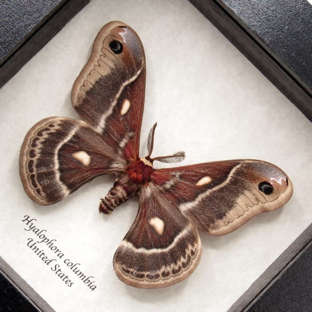 Real framed Columbia Silkmoth specimen - Hyalophora columbia