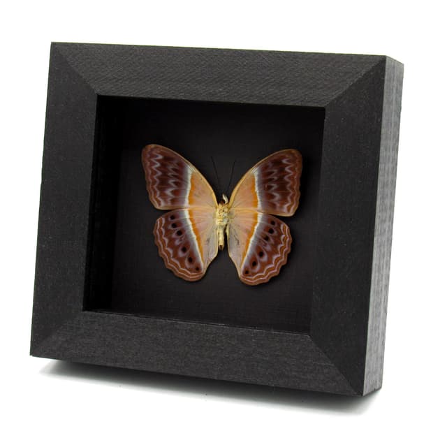 Rare Prismatic butterfly framed taxidermy - Cirrochroa regina
