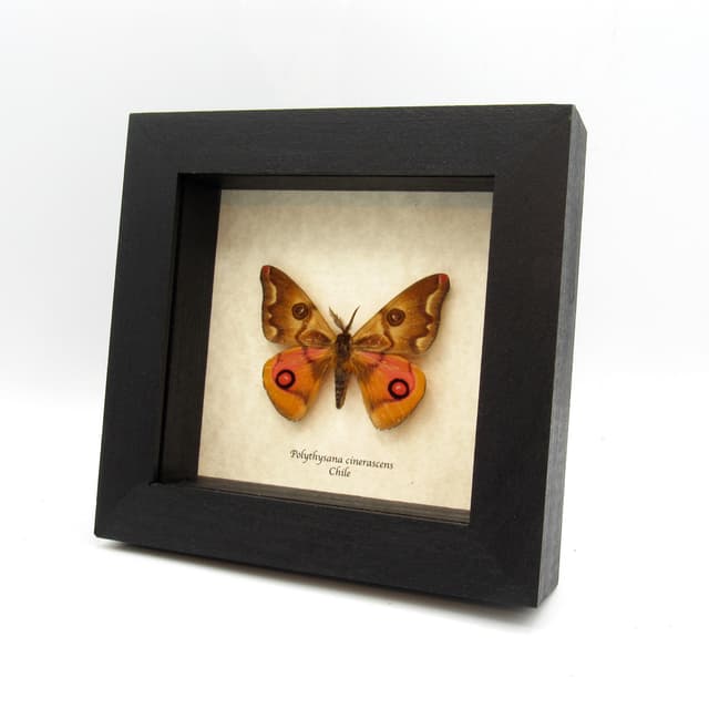 Very rare real pink Saturn moth framed taxidermy - Polythysana cinerascens - minor damage