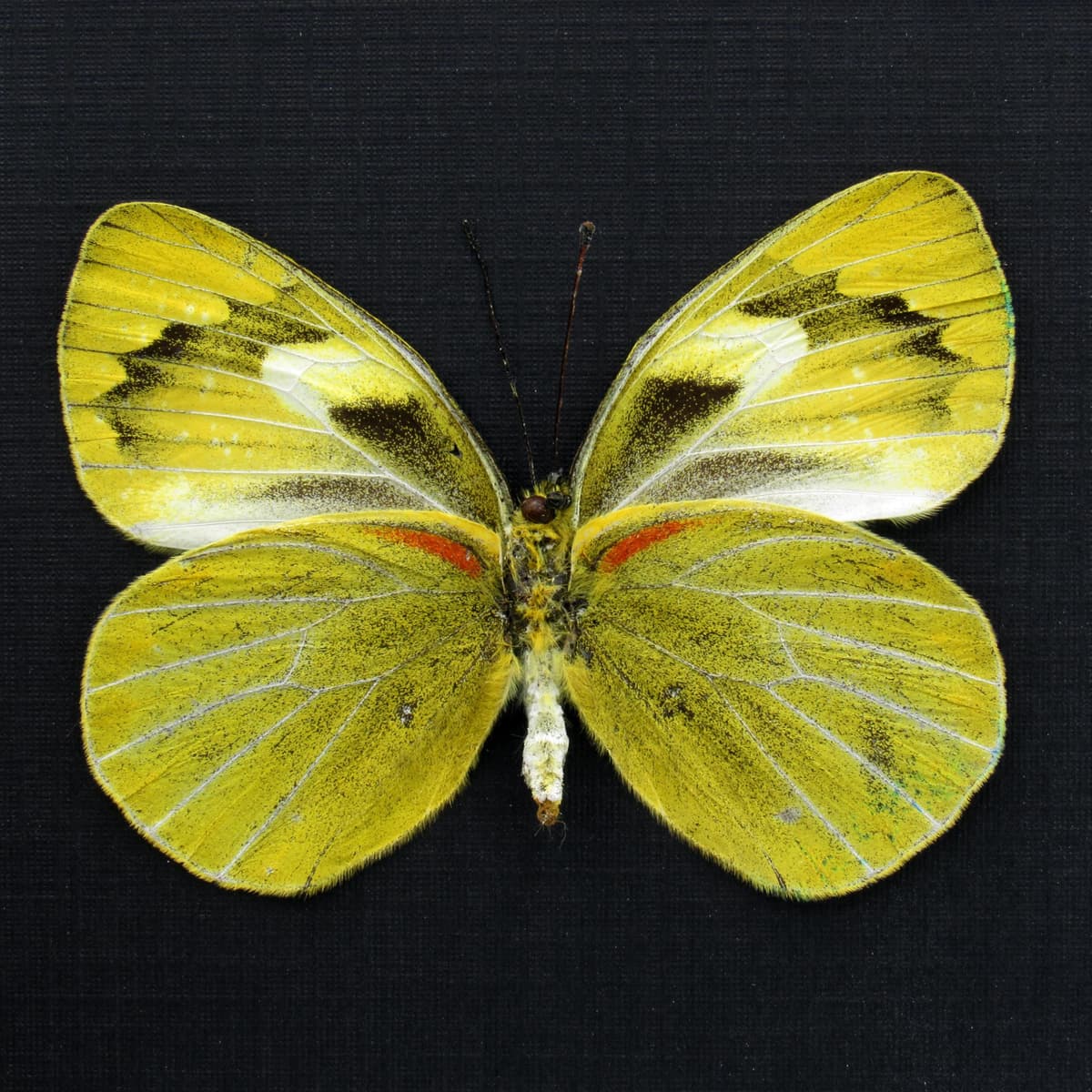 Real Chartreuse Delias butterfly framed taxidermy - Delias levicki