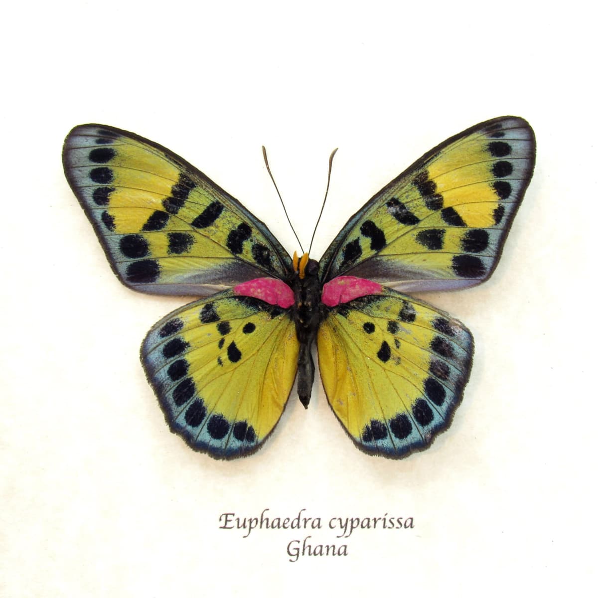 Rare fuchsia True Forester butterfly framed taxidermy - Euphaedra cyparissa - female - minor damage