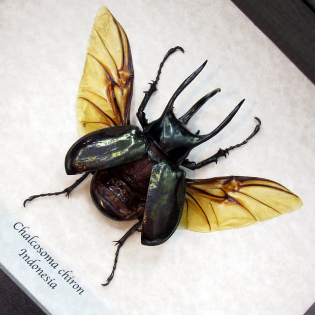 Large Rhinoceros beetle framed taxidermy - Chalcosoma caucasus