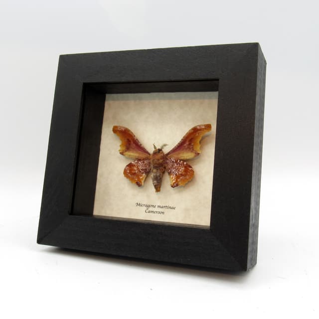 Real Saturn moth framed taxidermy - Micragone martinae