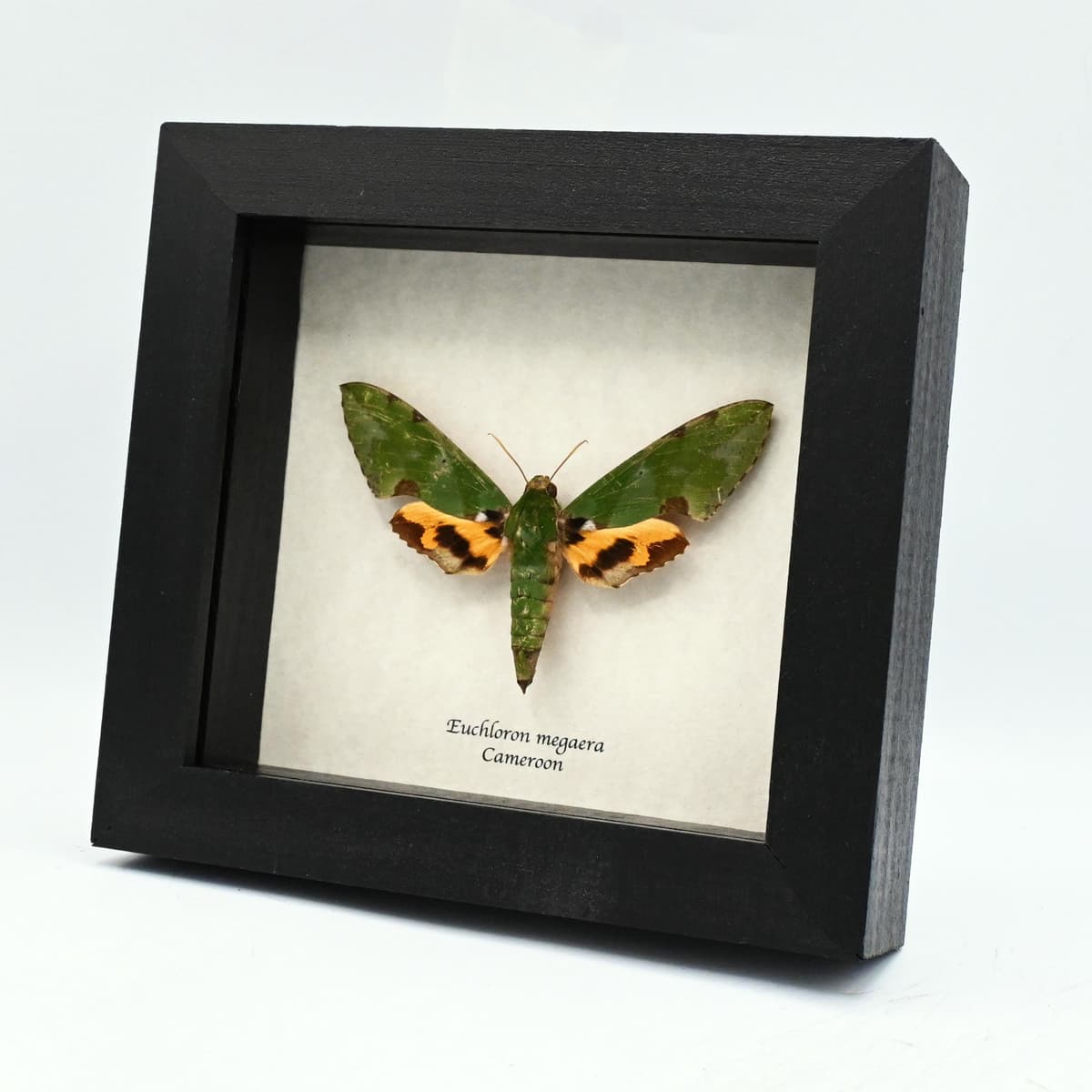 Real XL Green Sphinx moth framed taxidermy - Euchloron megaera - female