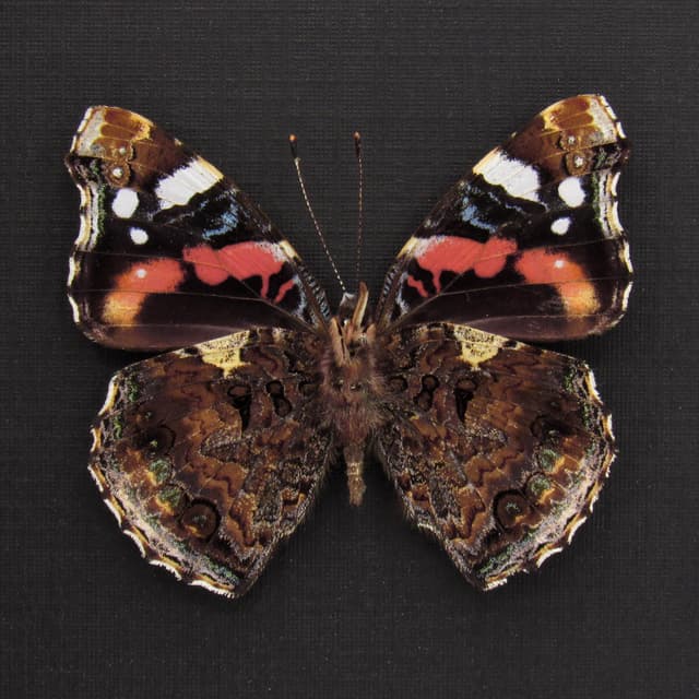 Real American Lady butterfly framed taxidermy - Vanessa virginensis