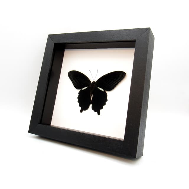 Real Black Spangle Swallowtail butterfly framed taxidermy - Papilio protenor - Victorian mount