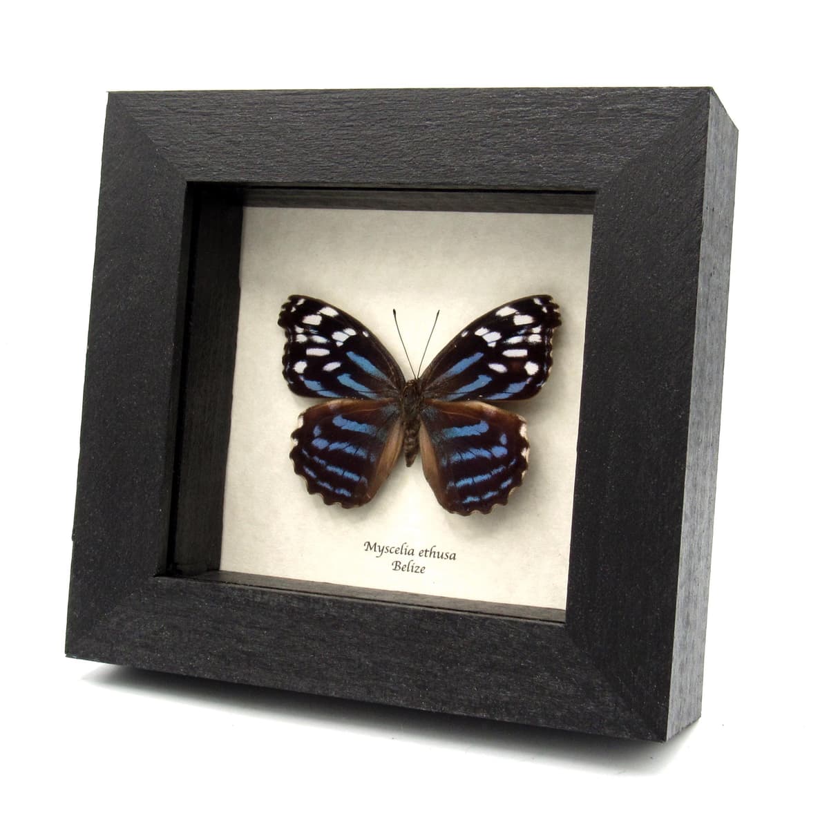 Real Blue Wing butterfly framed taxidermy - Myscelia ethusa - large female