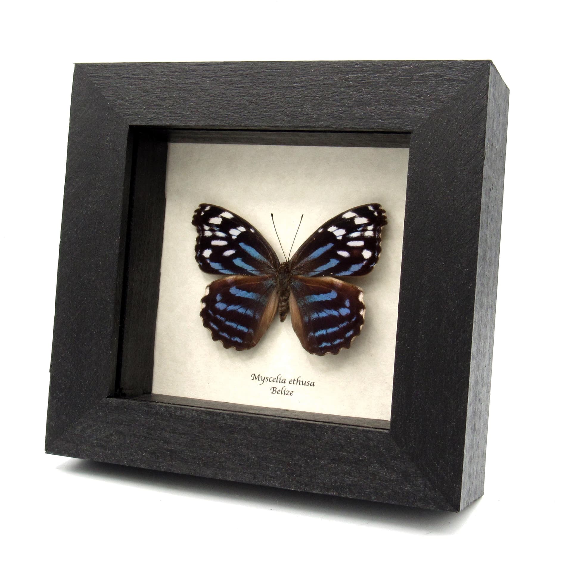 Real Blue Wing butterfly framed taxidermy - Myscelia ethusa - large female