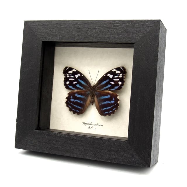 Real Blue Wing butterfly framed taxidermy - Myscelia ethusa - large female