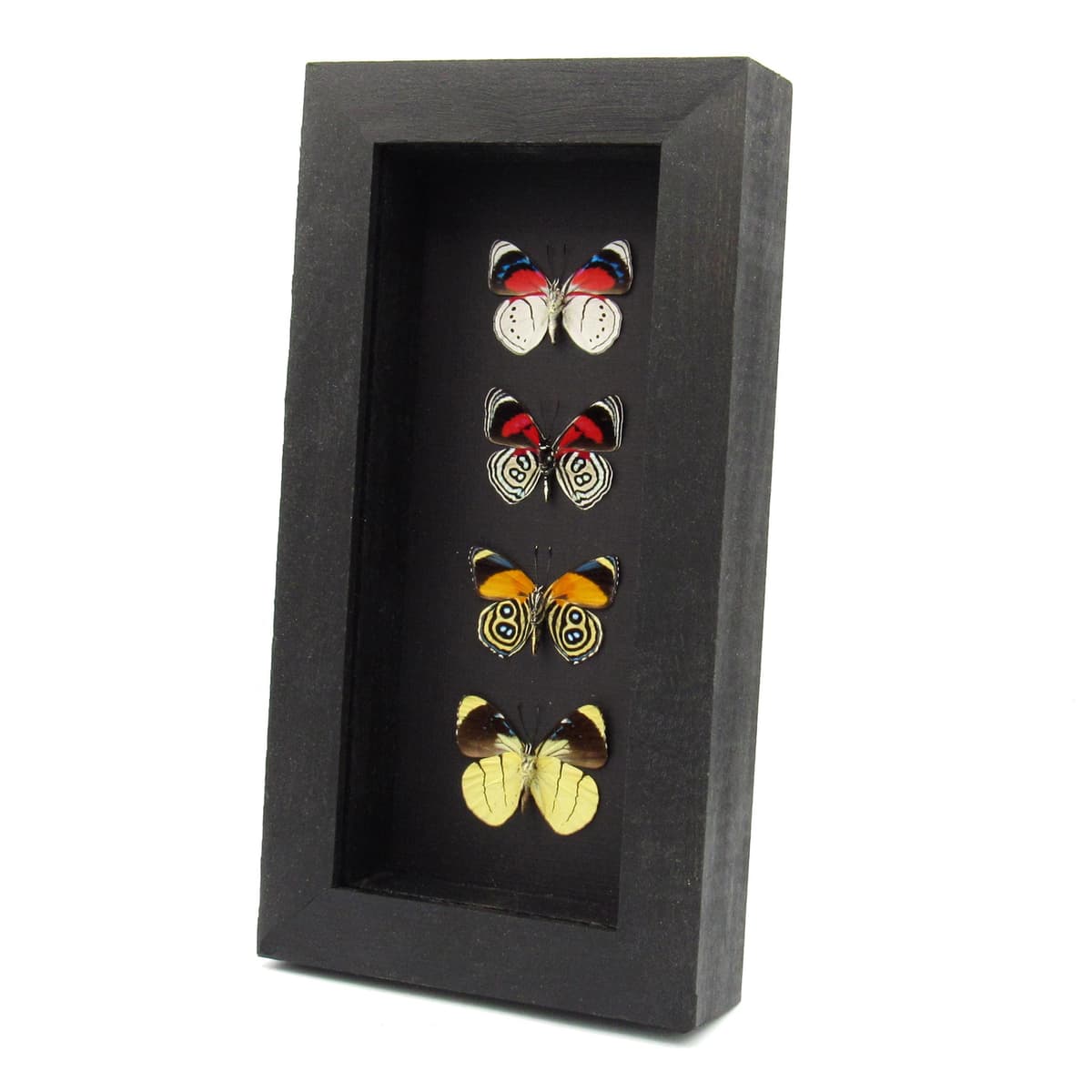 Real framed colorful Amazonian butterfly specimen collection