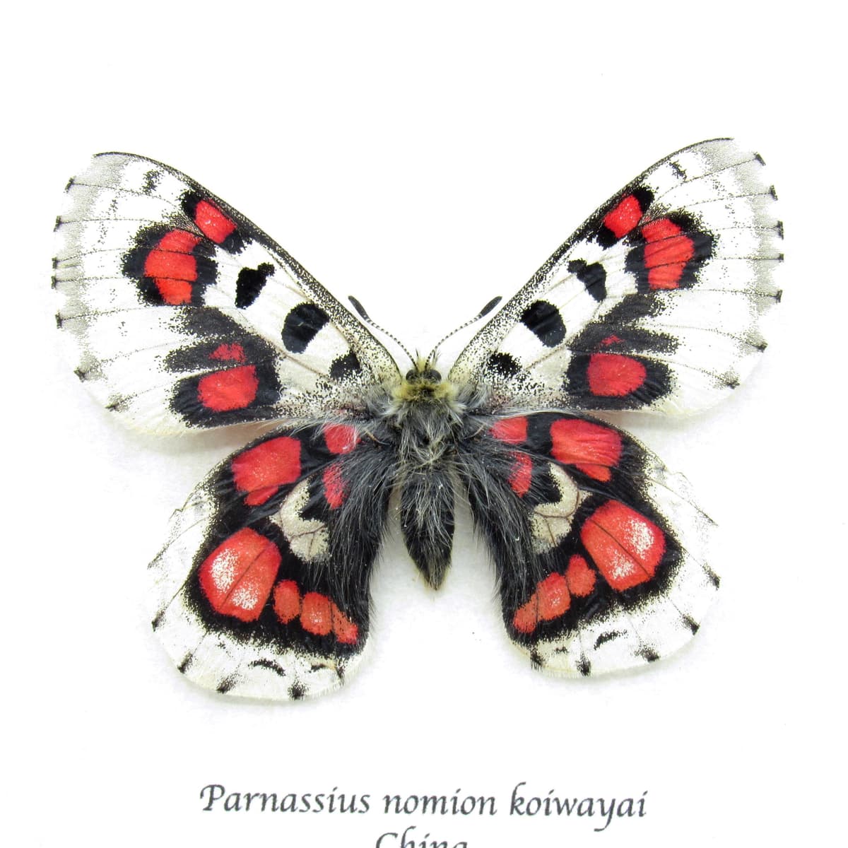 Very rare red Snow Apollo butterfly framed specimen - Parnassius nomion koiwayai - female