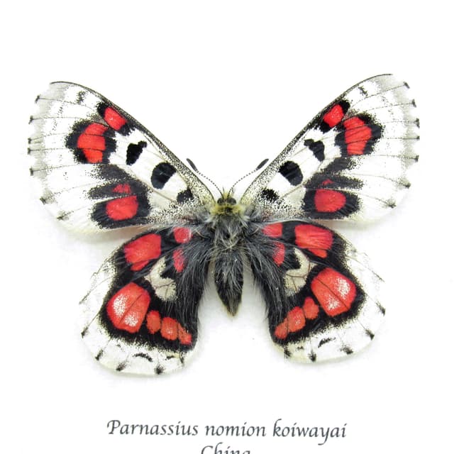 Very rare red Snow Apollo butterfly framed specimen - Parnassius nomion koiwayai - female