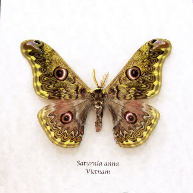 Rare yellow Saturn moth framed taxidermy - Saturnia anna