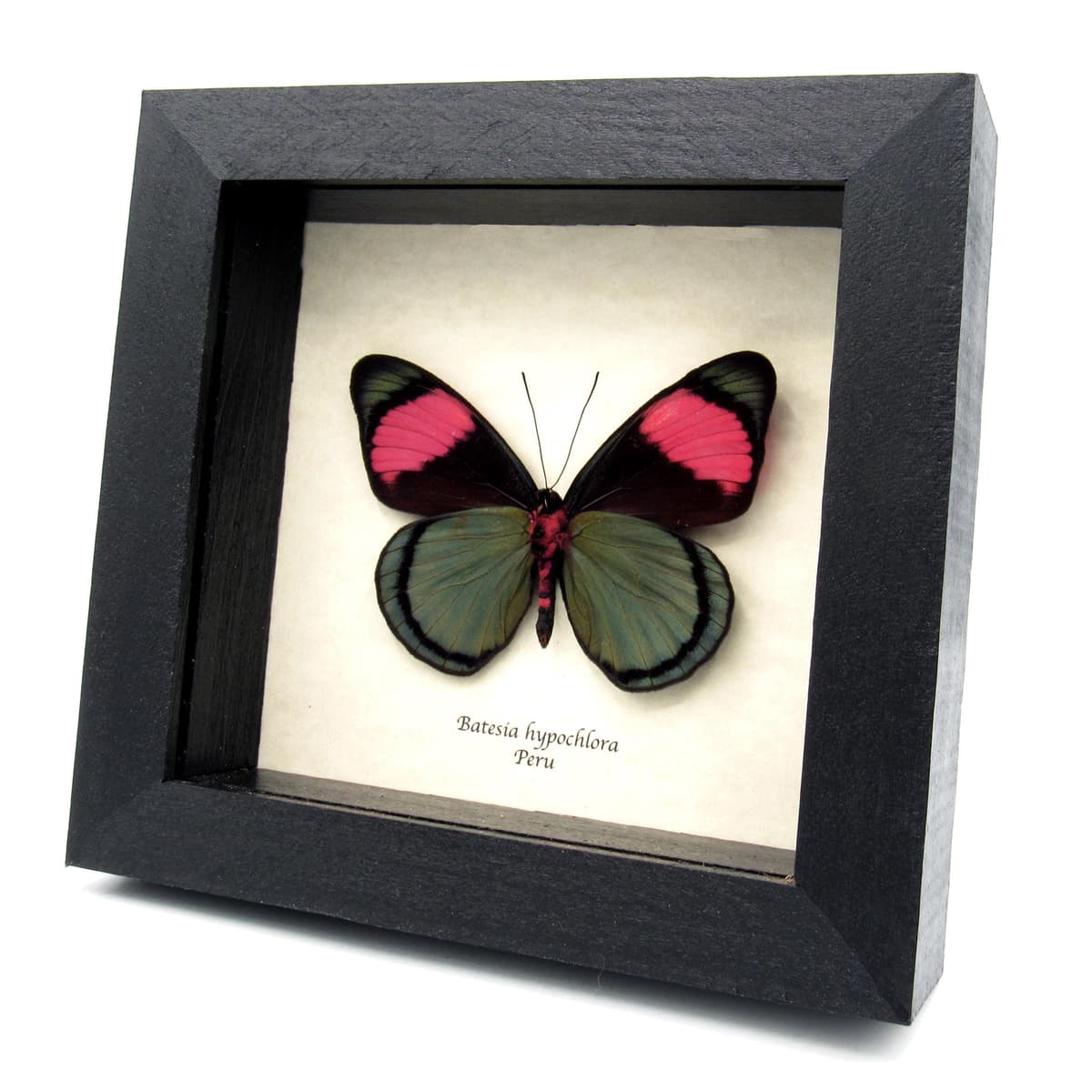 Real butterfly framed taxidermy- Batesia hypochlora - Rare blue color form