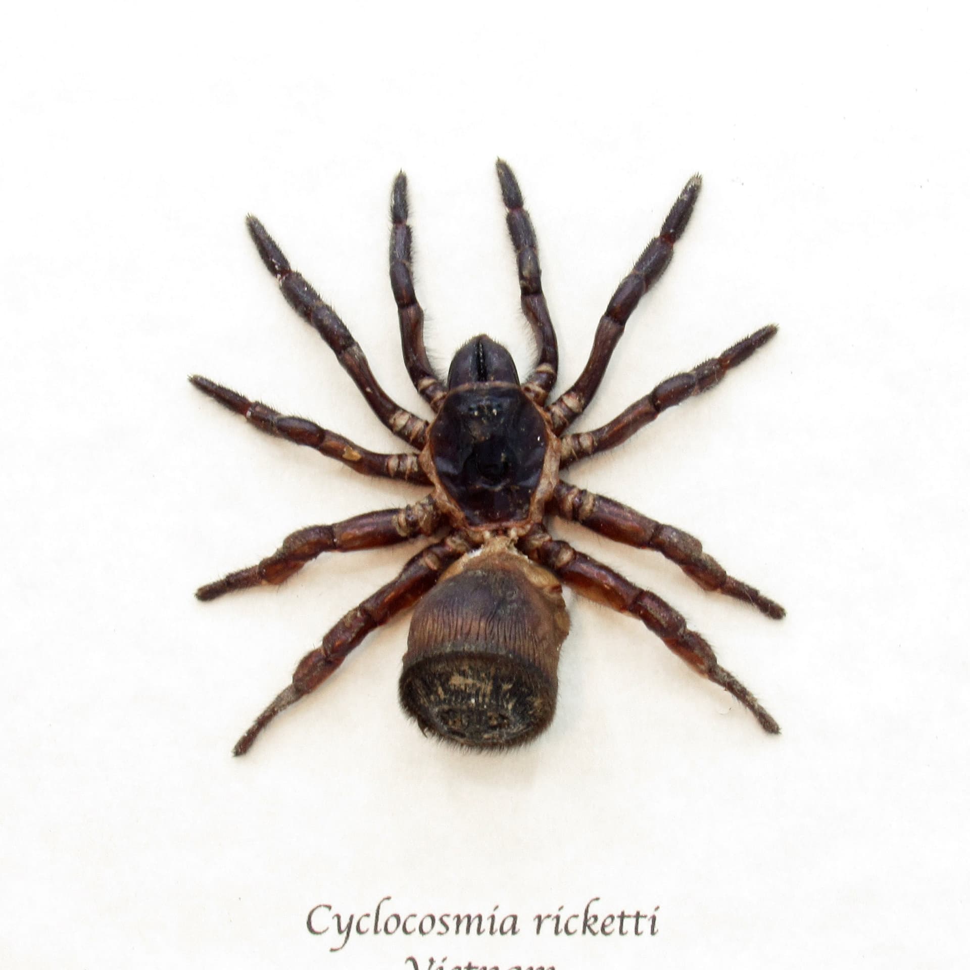Real Chinese Hourglass Trapdoor Spider framed taxidermy - Cyclocosmia ricketti