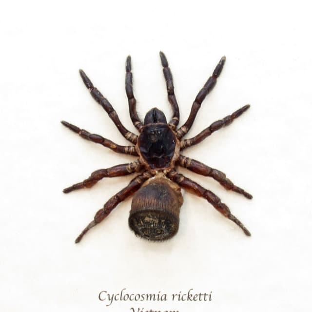 Real Chinese Hourglass Trapdoor Spider framed taxidermy - Cyclocosmia ricketti