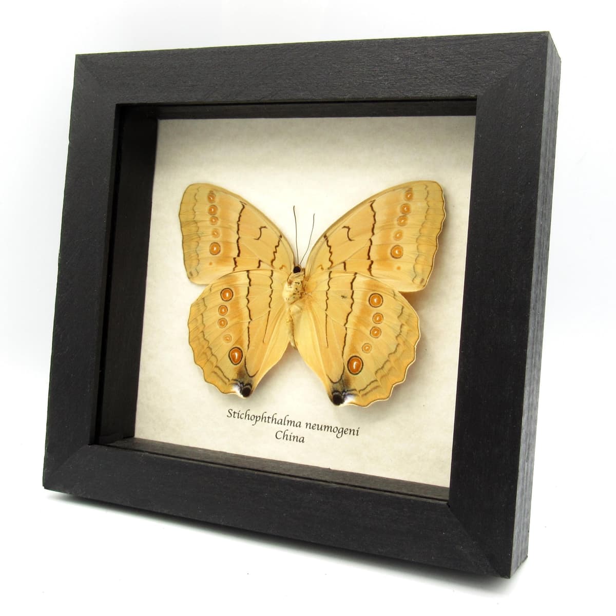 Large Jungle Queen butterfly framed taxidermy - Stichophthalma neumogeni