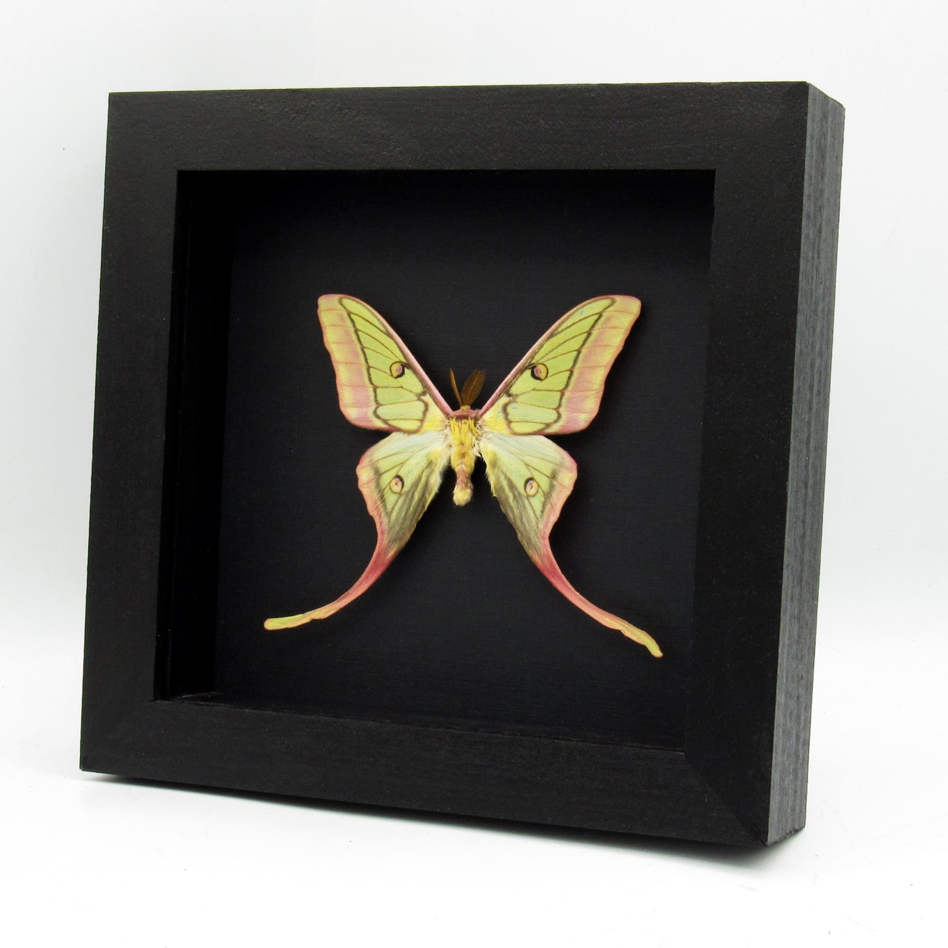 Very rare hybrid Moon Moth framed taxidermy - Actias dubernardi x Graellsia isabellae