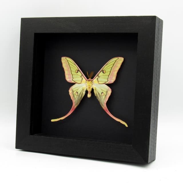 Very rare hybrid Moon Moth framed taxidermy - Actias dubernardi x Graellsia isabellae