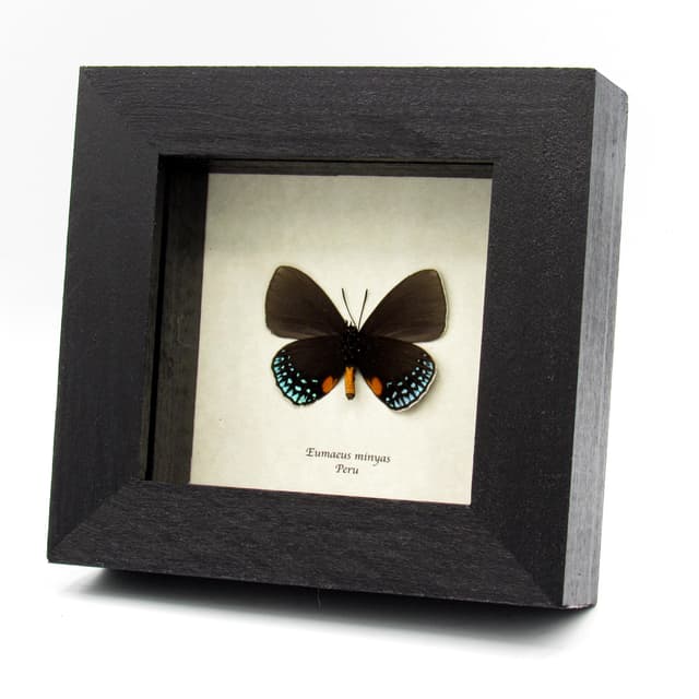 Real Cycadian butterfly framed taxidermy - Eumaeus minyas