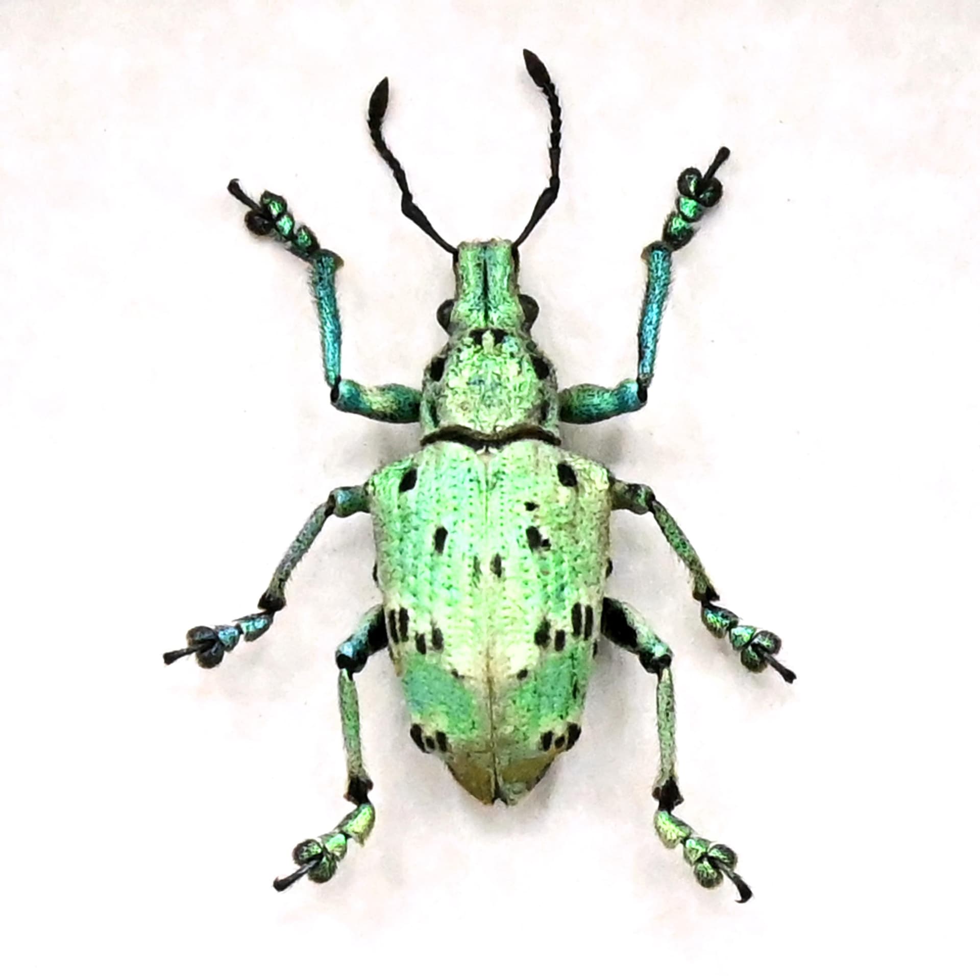 Rare glitter Weevil beetle framed taxidermy - Lamprocyphus germani