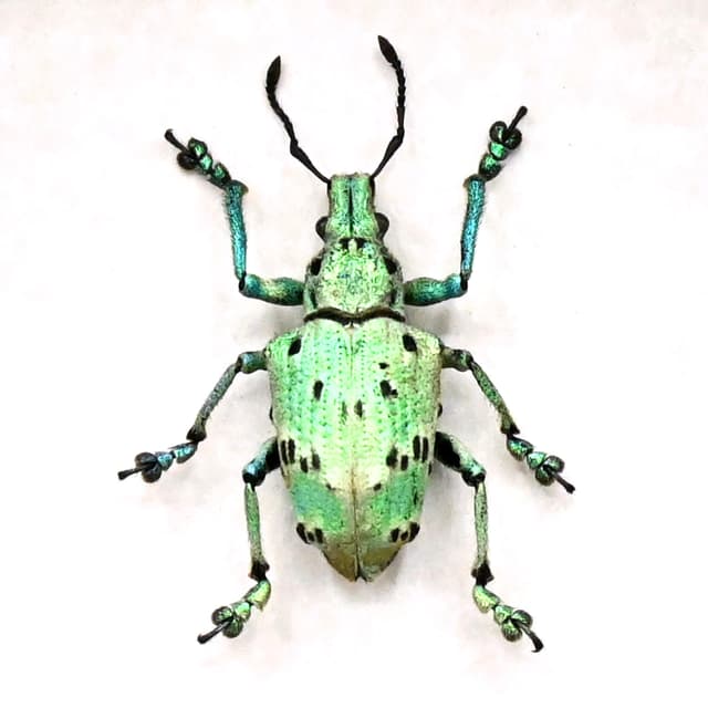 Rare glitter Weevil beetle framed taxidermy - Lamprocyphus germani