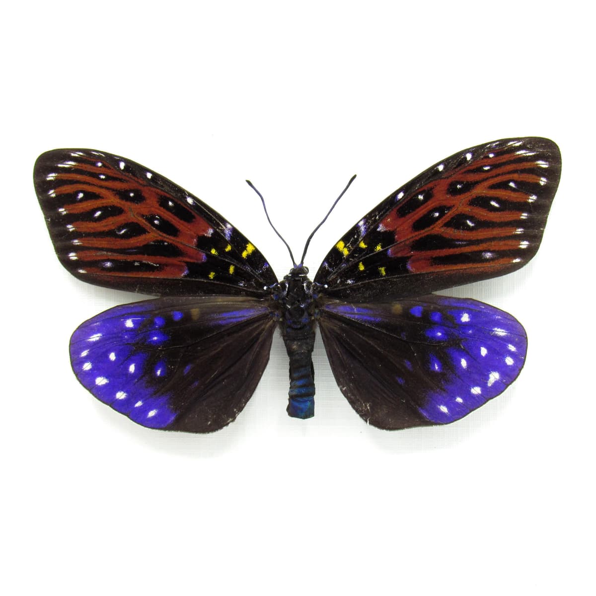 Real Day Flying moth framed taxidermy - Amesia sanguiflua - XL female