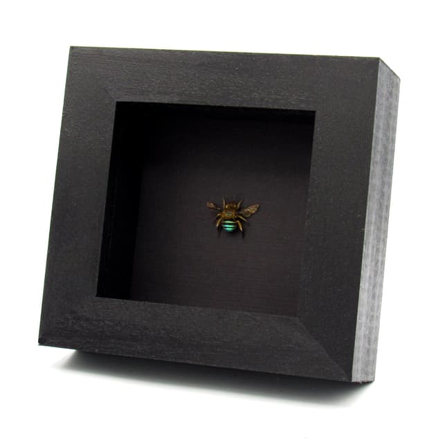 Real Blue-banded bee framed taxidermy - Amegilla cingulata
