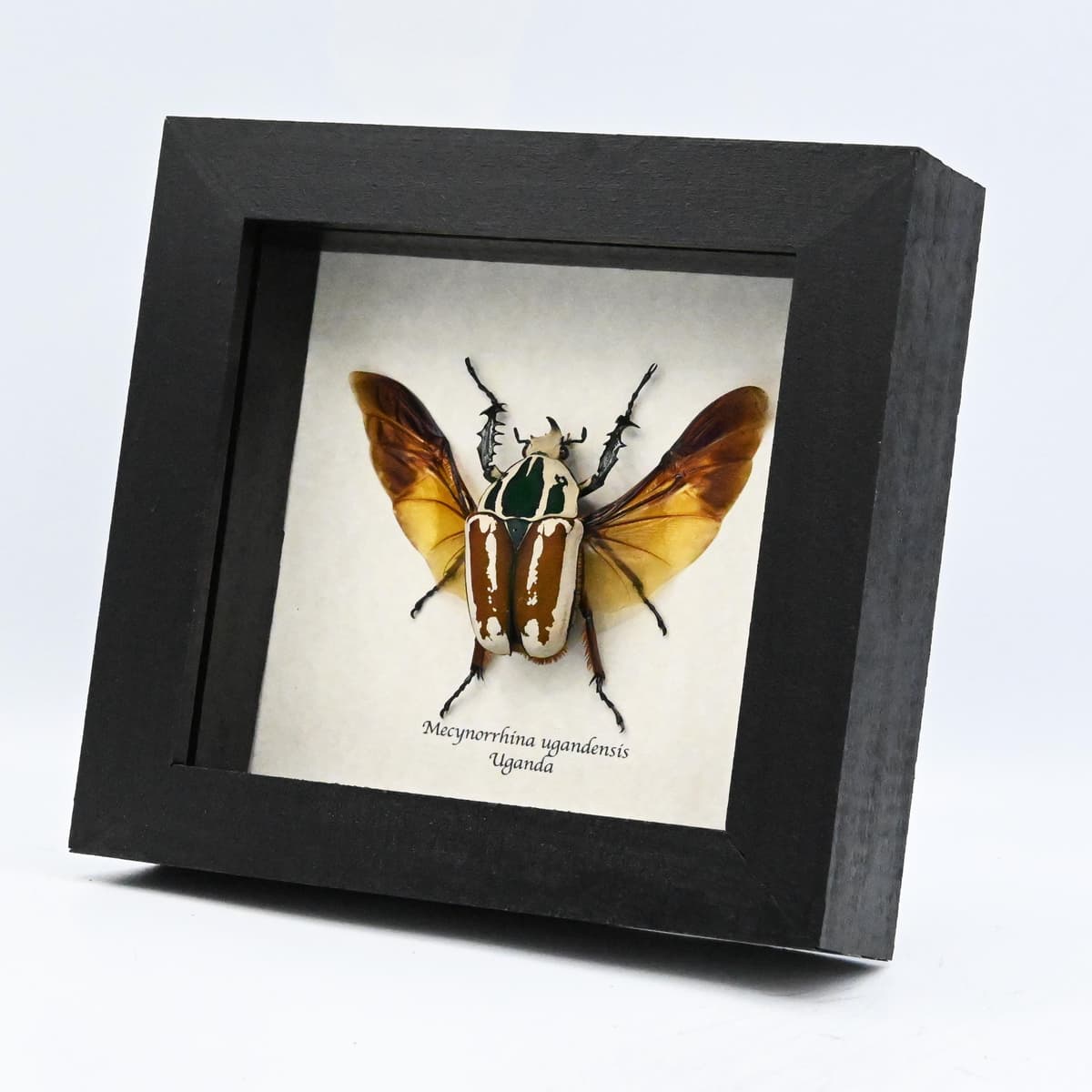Large real Scarab beetle framed taxidermy - Mecynorrhina ugandensis