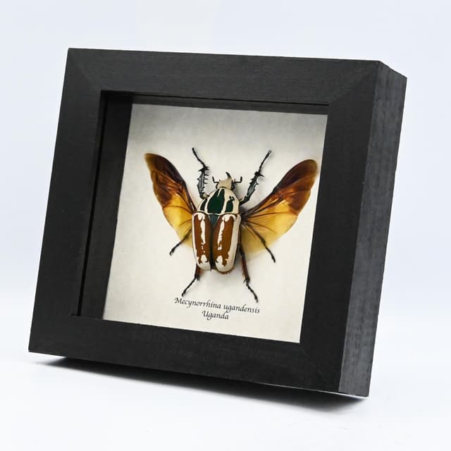 Large real Scarab beetle framed taxidermy - Mecynorrhina ugandensis