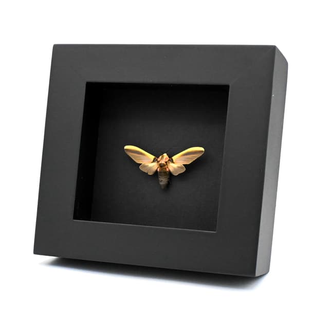 Real framed yellow Tiger Moth taxidermy - Cratoplastis diluta