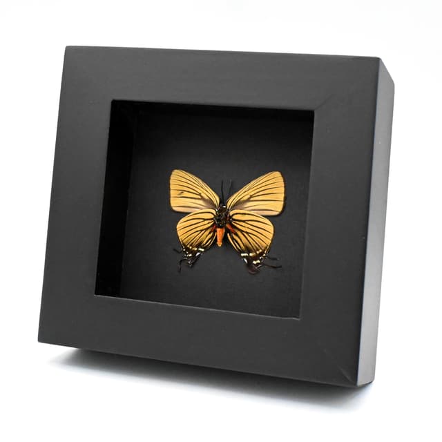 Real rare Hairstreak butterfly framed taxidermy - Atlides polybe