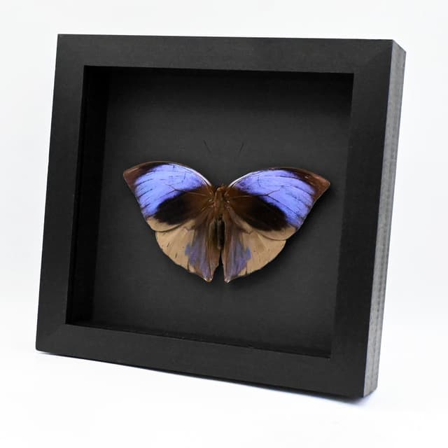 Real purple Giant Saturn butterfly framed taxidermy - Zeuxidia aurelius aurelius