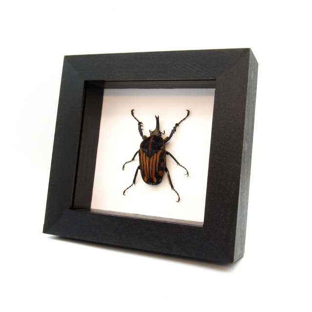 Rare African Scarab beetle framed taxidermy - Chelorrhina kraatzi