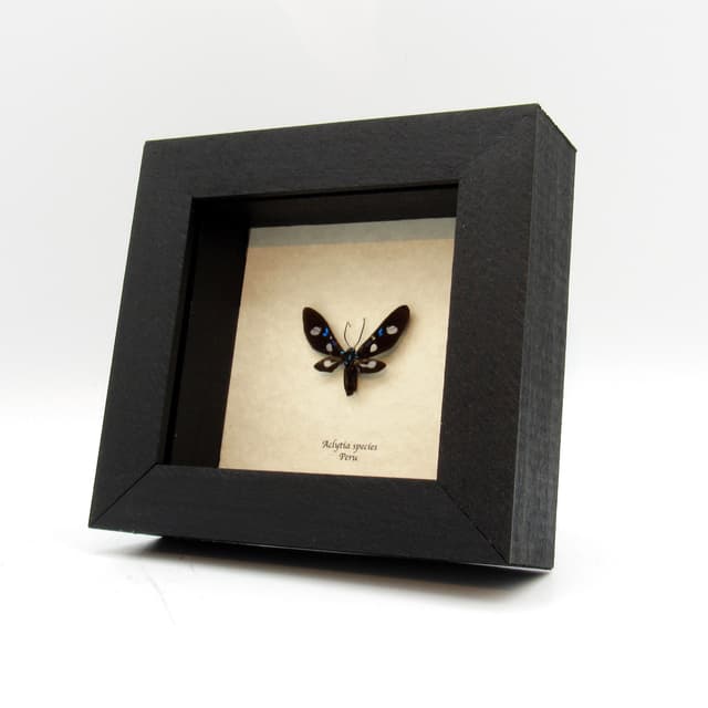 Real tiny Arctiid moth framed taxidermy - Aclytia species