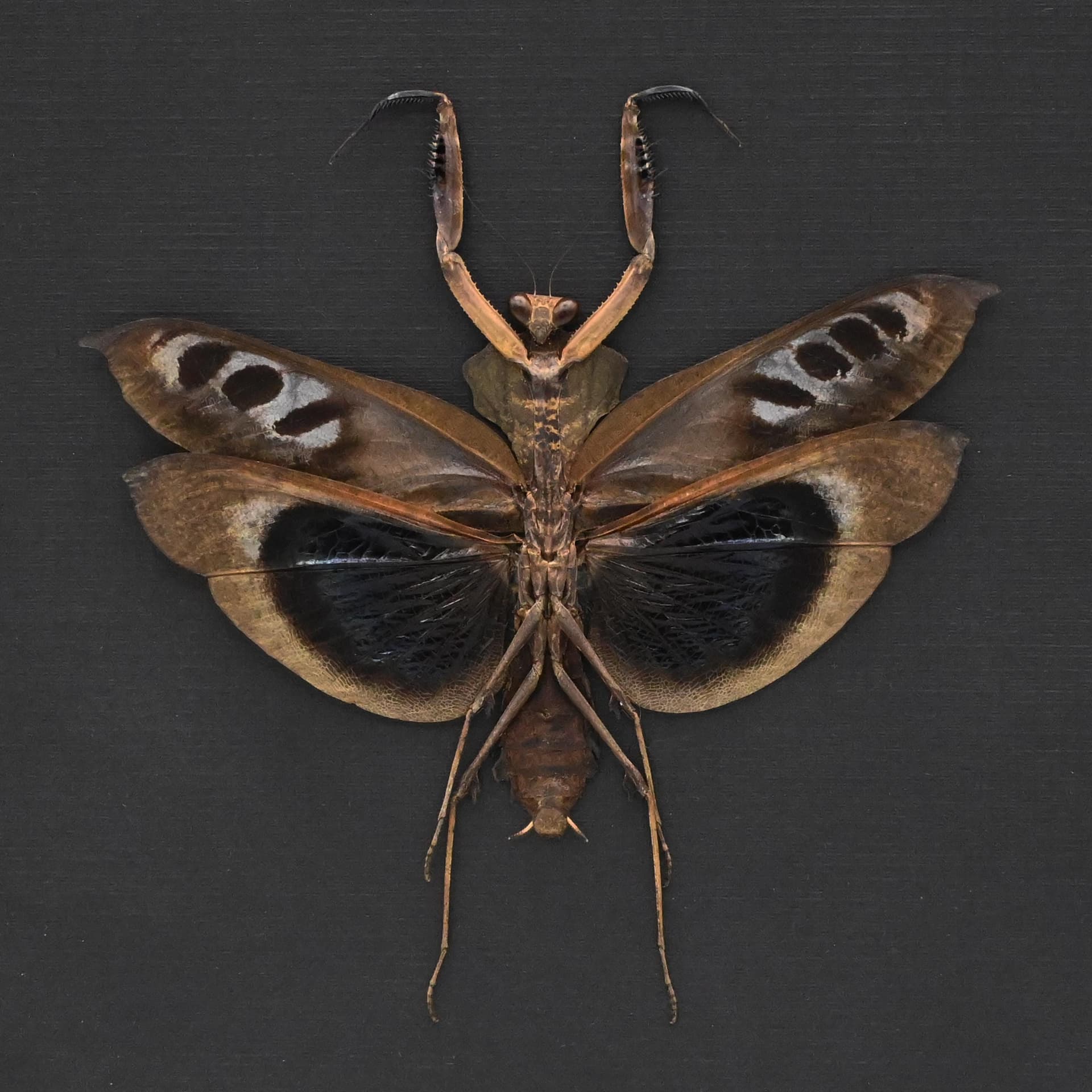 Real framed praying mantis taxidermy - Deroplatys desiccata