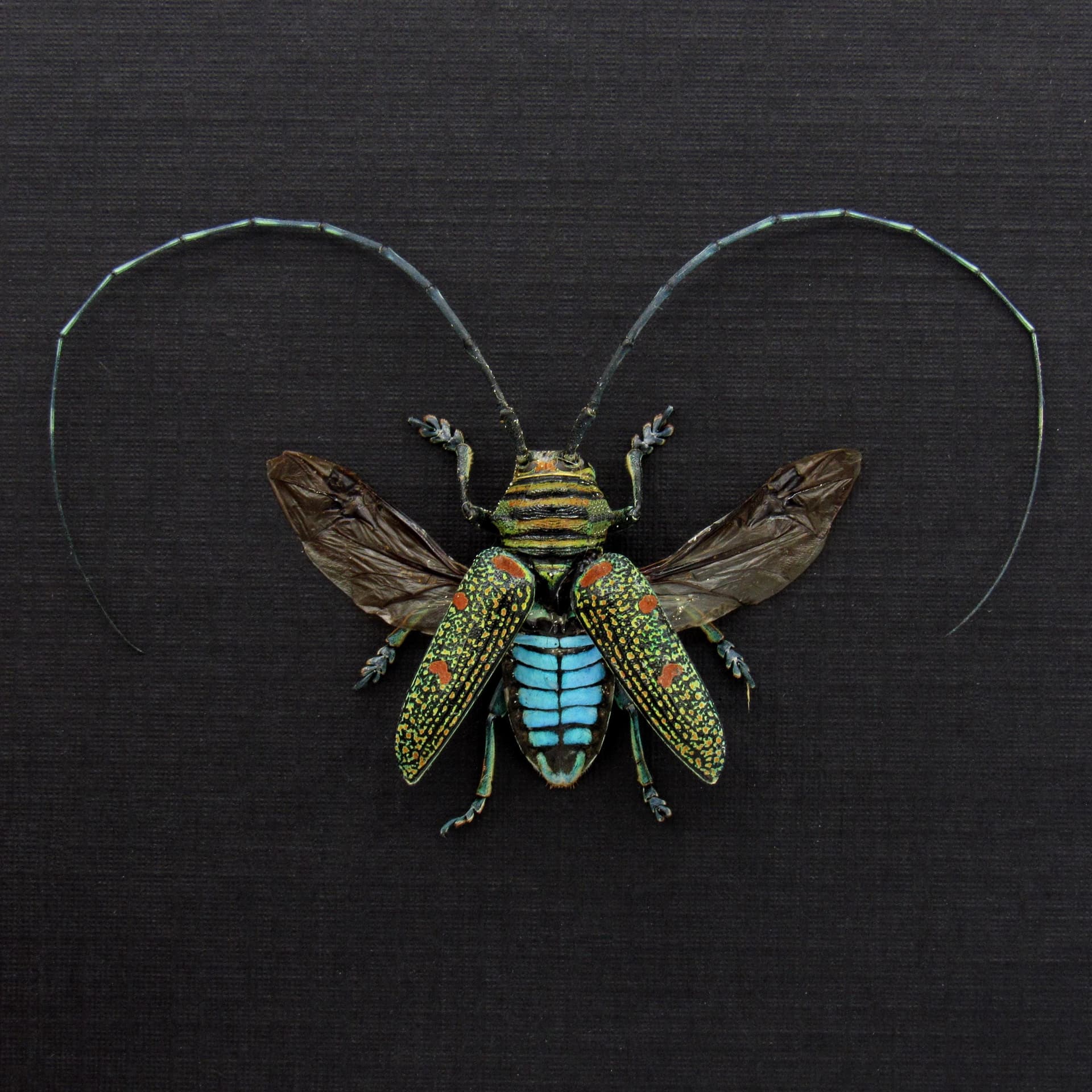 Real Longhorn beetle framed taxidermy - Zographus regalis