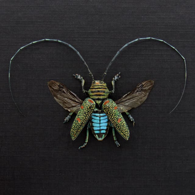 Real Longhorn beetle framed taxidermy - Zographus regalis