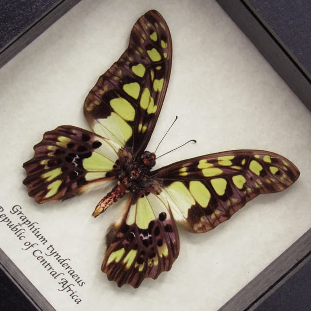 Real Green Swordtail butterfly framed taxidermy - Graphium tynderaeus