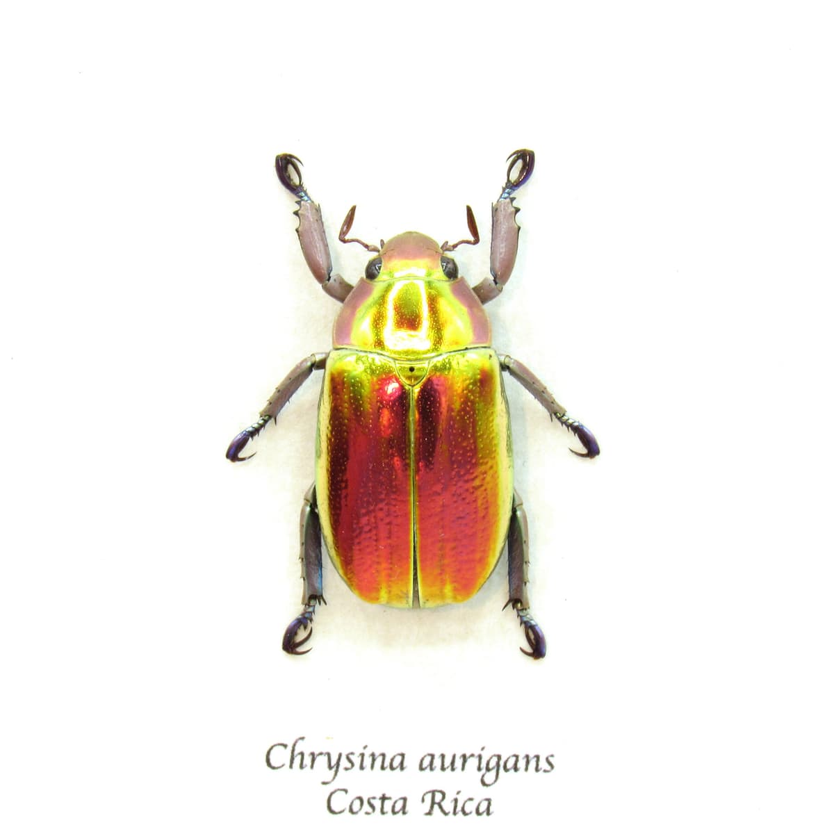 Very rare red and gold Jewel beetle framed taxidermy - Chrysina aurigans - red/gold form