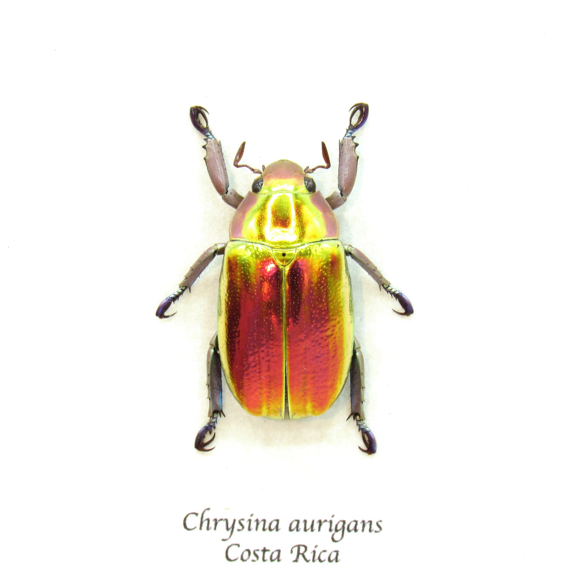 Very rare red and gold Jewel beetle framed taxidermy - Chrysina aurigans - red/gold form