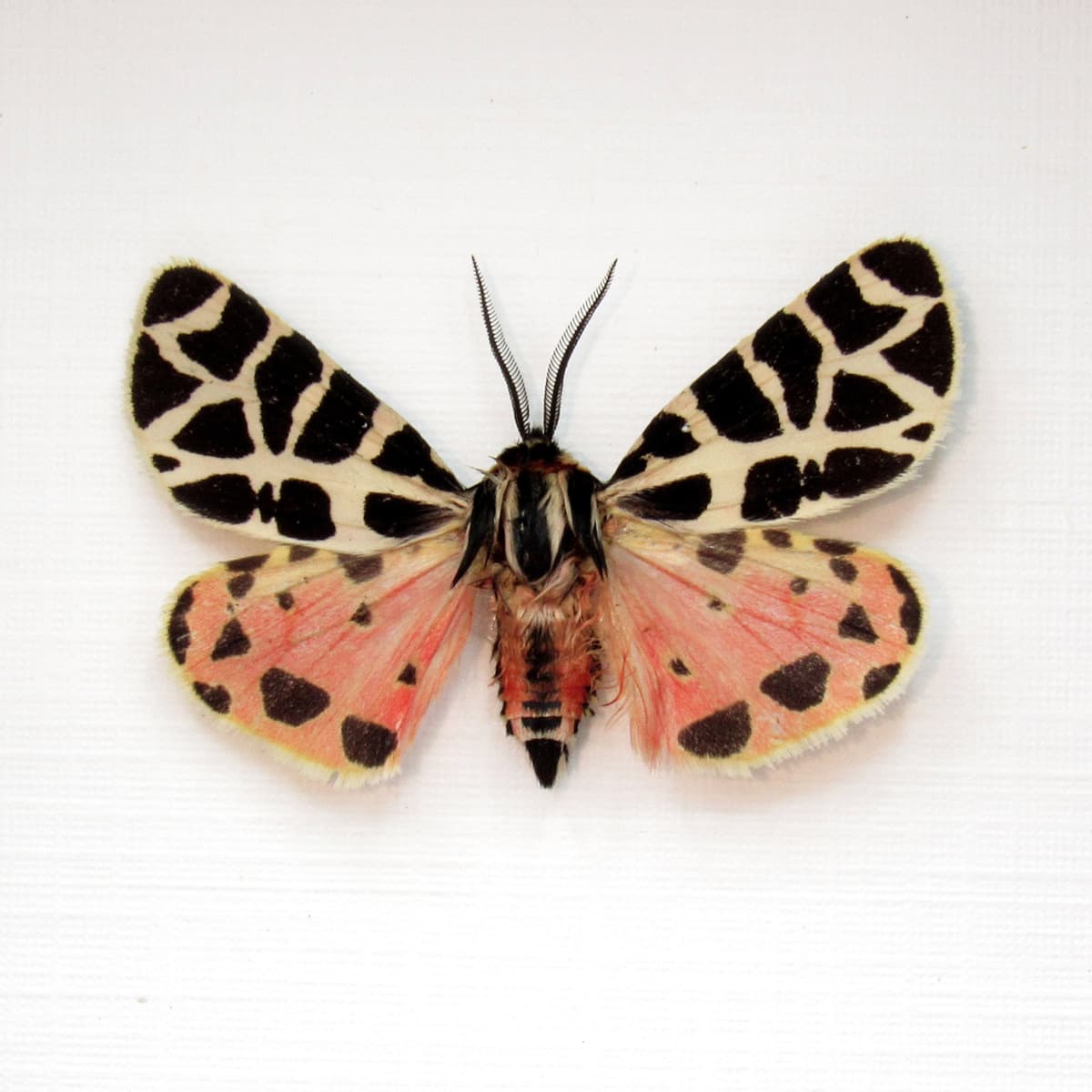 Rare pink Tiger moth framed taxidermy - Grammia incorrupta