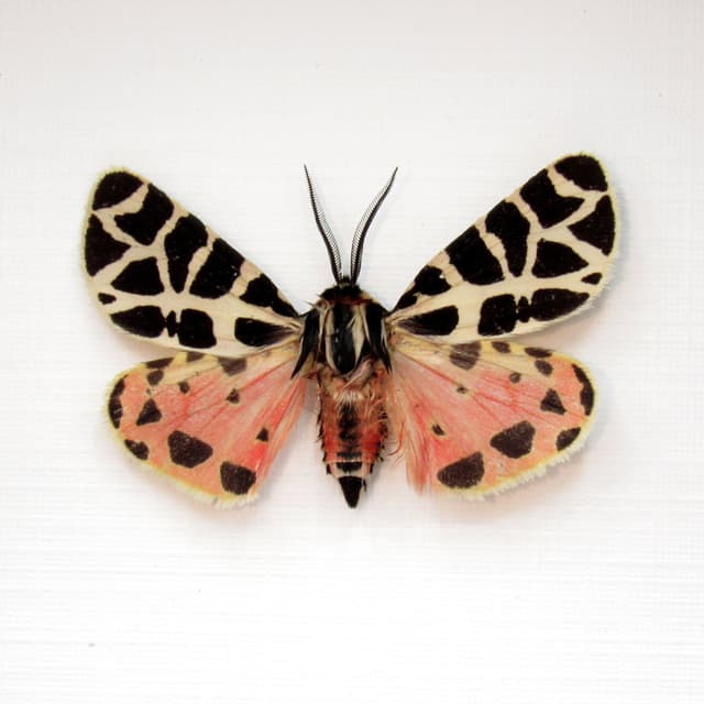 Rare pink Tiger moth framed taxidermy - Grammia incorrupta