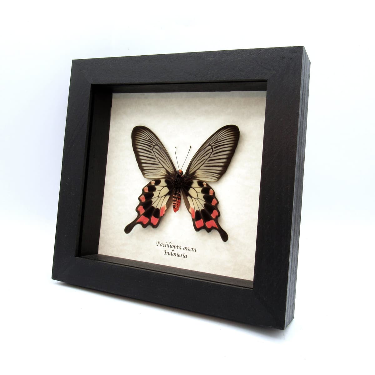 Real red Swallowtail butterfly framed taxidermy - Pachliopta oreon - female