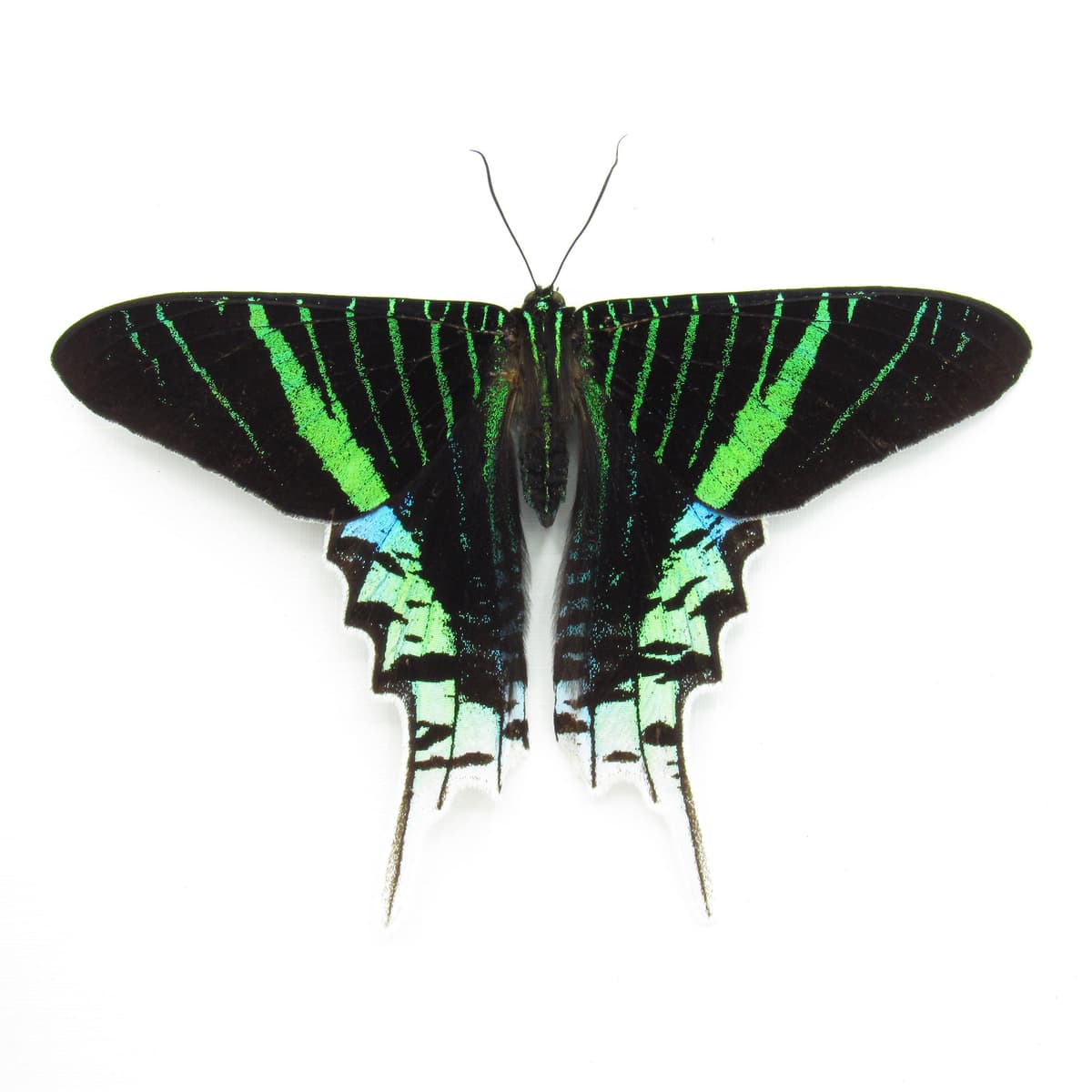 Real metallic moth framed taxidermy - Urania leilus - Victorian mount
