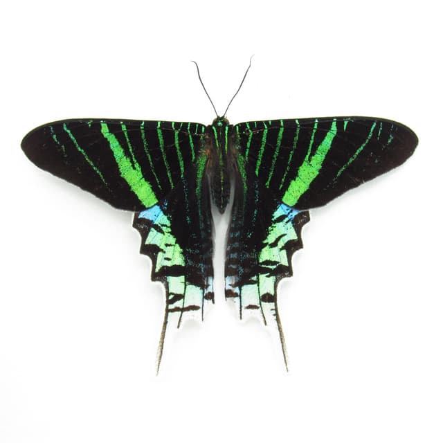 Real metallic moth framed taxidermy - Urania leilus - Victorian mount